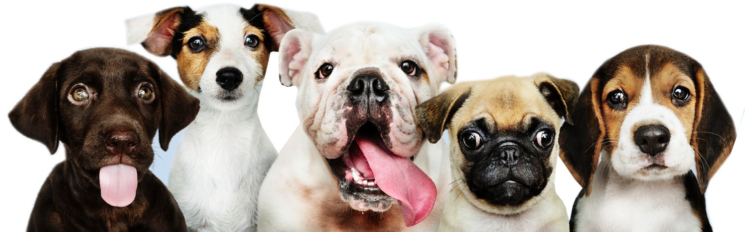 Small, medium and large dogs side by side